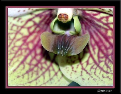 Orchide 09