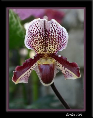 Orchide 10