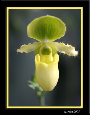 Orchide 11