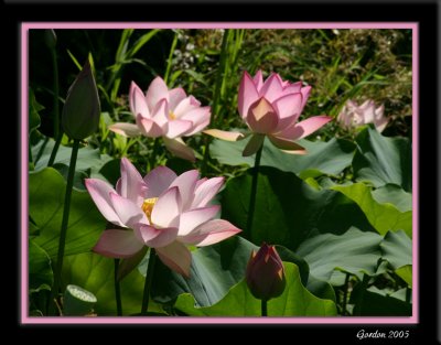 Fleur de lotus 1.JPG