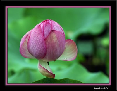 Fleur de lotus 2.jpg