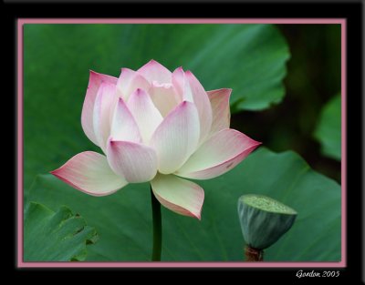 Fleur de lotus 3.jpg