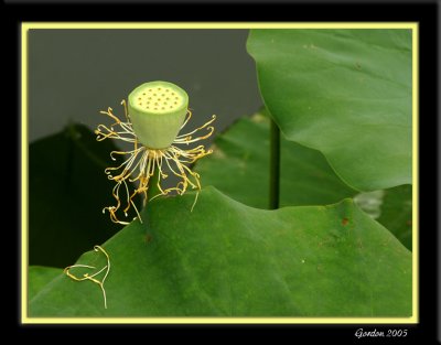 Fleur de lotus 5.jpg