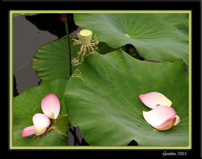 Fleur de lotus 6.jpg