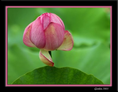 Fleur de lotus 7.jpg