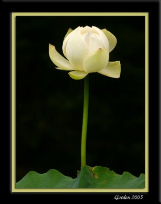 Fleur de lotus 8.JPG