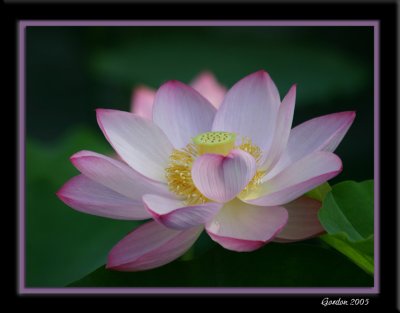 Fleurs de lotus / Lotus Flowers
