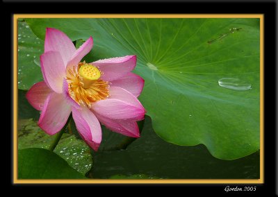 Lotus  la pluie.jpg