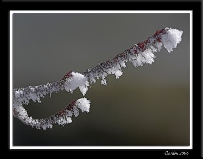 Branche givre / Early morning frost