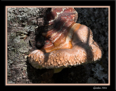 Champignon qui transpire / Perspiring mushroom