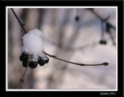 Petits fruits / Winter fruit