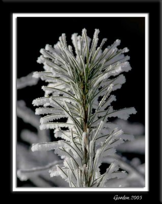 Pin givr / Frosty pine