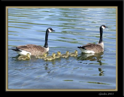Petite famille de bernaches /A Gaggle of Canada Geese