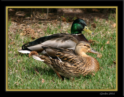 Canard Colvert / Mallard Duck pair