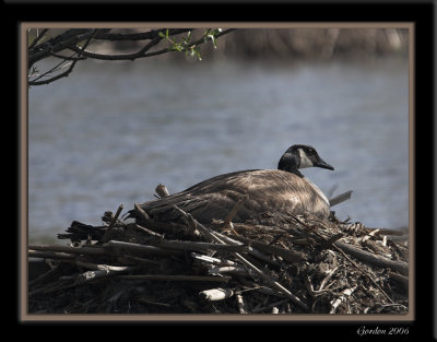 Nid de Bernache / Canada Goose nesting