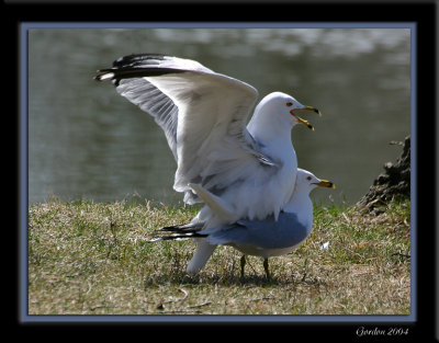 Accouplement de Golands / Gulls mating