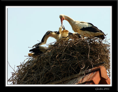 Cigogne avec cigogneaux / Storks Feeding