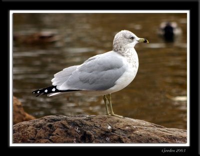 Goland  bec cercl / Ring-billed Gull