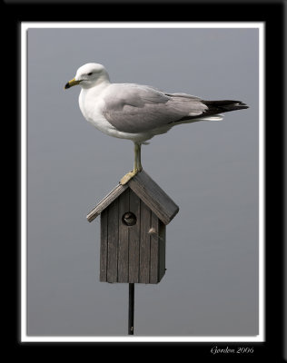 Invitée indésirable / Unwanted House Guest
