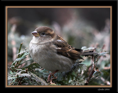 Bruant Hudsonien / American Tree Sparrow