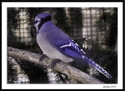 Geai bleu / Blue jay