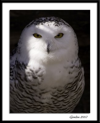 Harfang des neiges / Snowy Owl, female