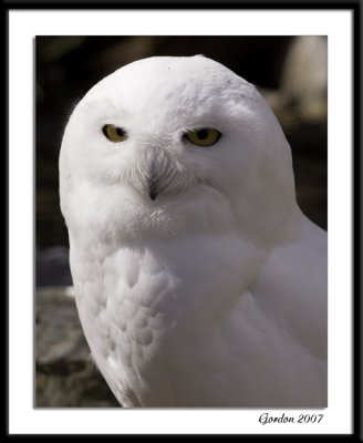 Harfang des neiges / Snowy Owl, male