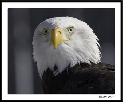 Pyrague tte blanche / Bald eagle