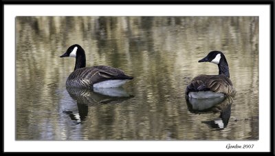 Une pair de bernaches / Mating pair Canada Geese