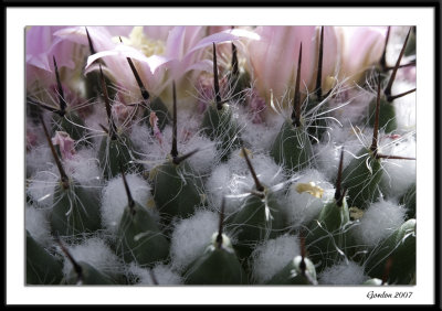Fleur de cactus /Cactus flower