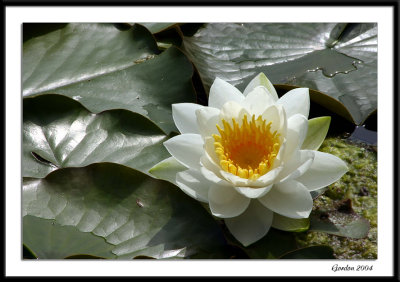 Nnuphar / Water lily