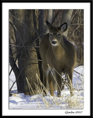 Cerf de Virginie / White-tailed Deer