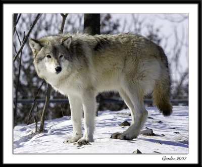 Loup arctique / Arctic wolf