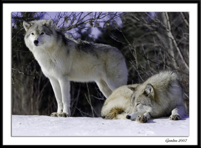Loups arctique / Arctic wolves