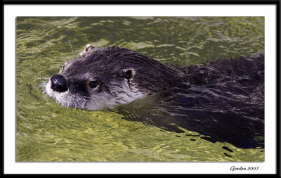 Loutre / Otter