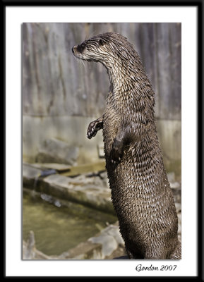 Loutre  / Otter
