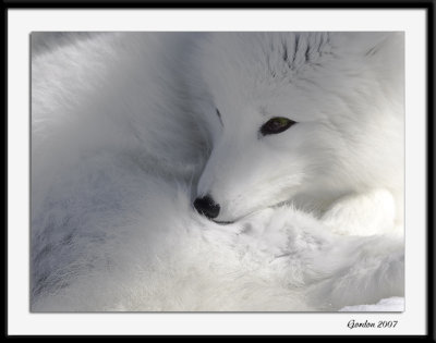 Renard arctique / Arctic fox