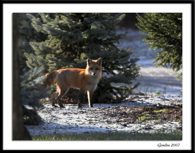 Renard roux en nature / Red Fox in nature