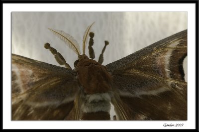 Attacus atlas / Cobra moth