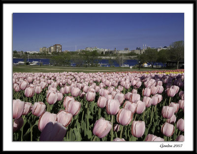 Ottawa tulips 01