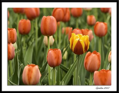 Ottawa tulips 02