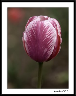 Ottawa tulips 03