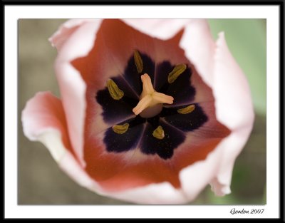 Ottawa tulips 04
