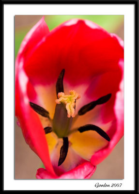 Ottawa tulips 05