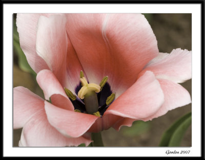 Ottawa tulips 06