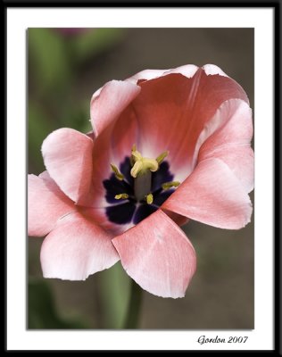 Ottawa tulips 07