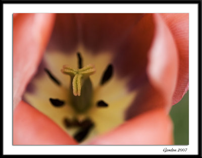 Ottawa tulips 09