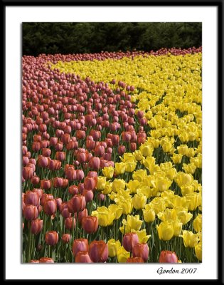 Ottawa tulips 12