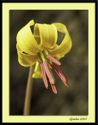 Fleur de printemps / Yellow forest flower 2