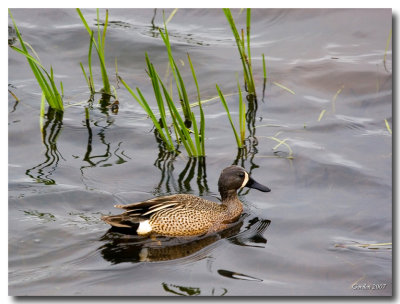 Sarcelle  ailes bleues / Blue-winged Teal, Sackville N.B.